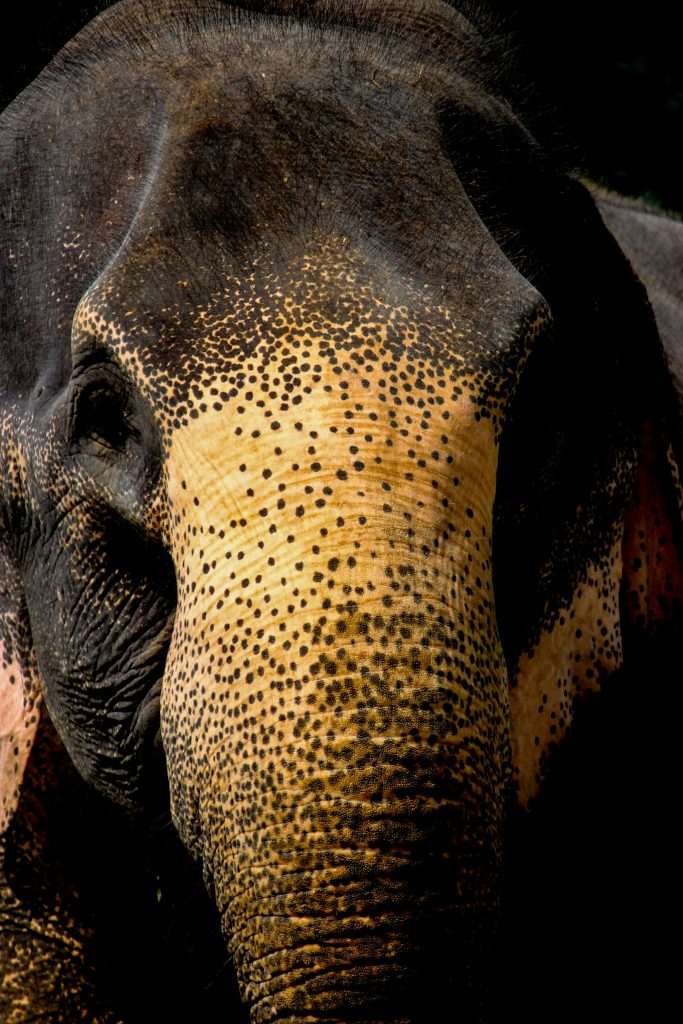 Sri Lankan Elephant