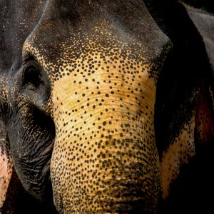 Sri Lankan Elephant